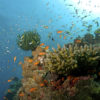 Coral Reefs - Holiday Trip to Andaman